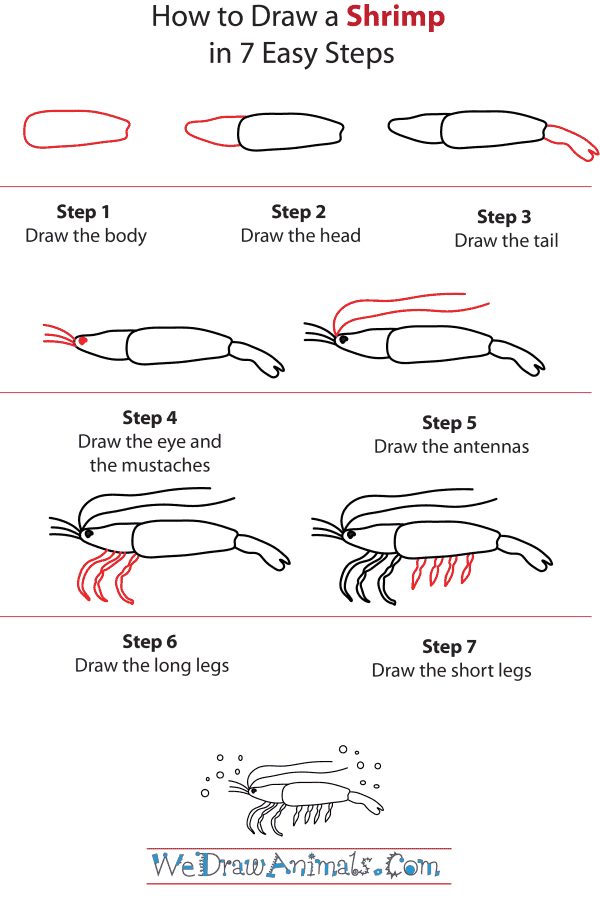 How To Draw A Shrimp - Step-by-Step Tutorial