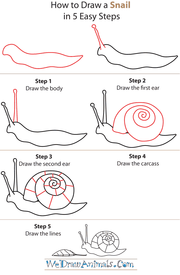 How To Draw A Snail - Step-by-Step Tutorial