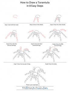 How to Draw a Tarantula