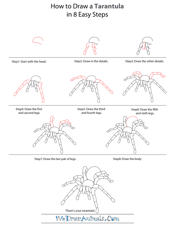 How To Draw A Tarantula - Step-by-Step Tutorial