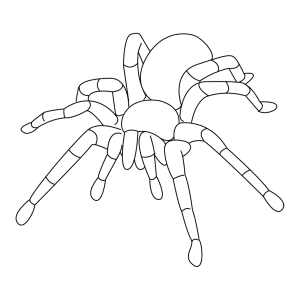 How To Draw A Tarantula - Step-by-Step Tutorial