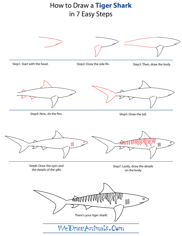 How To Draw A Tiger Shark - Step-by-Step Tutorial