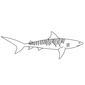 How To Draw A Tiger Shark - Step-by-Step Tutorial