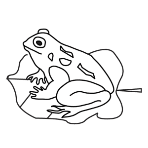 How To Draw A Toad - Step-by-Step Tutorial