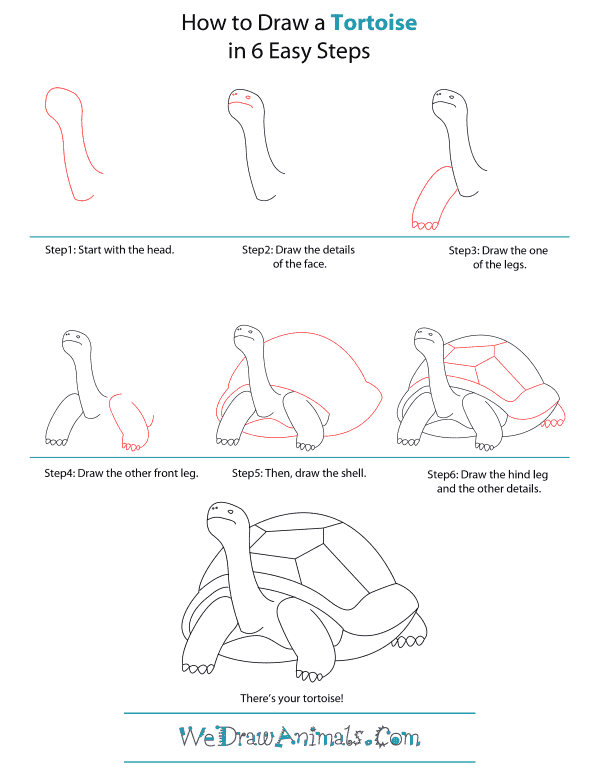 How To Draw A Tortoise - Step-by-Step Tutorial