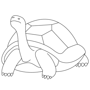 How To Draw A Tortoise - Step-by-Step Tutorial