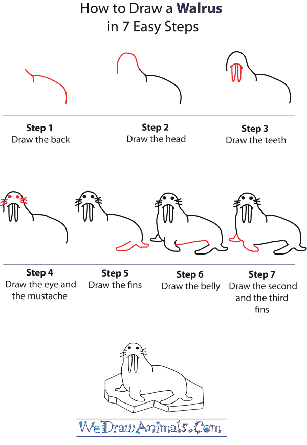 How To Draw A Walrus - Step-by-Step Tutorial