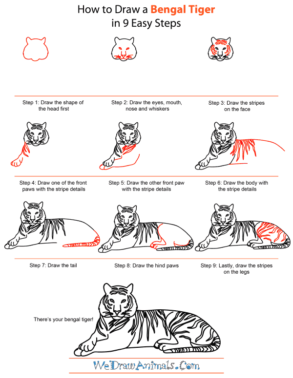 How To Draw A Bengal Tiger - Step-by-Step Tutorial