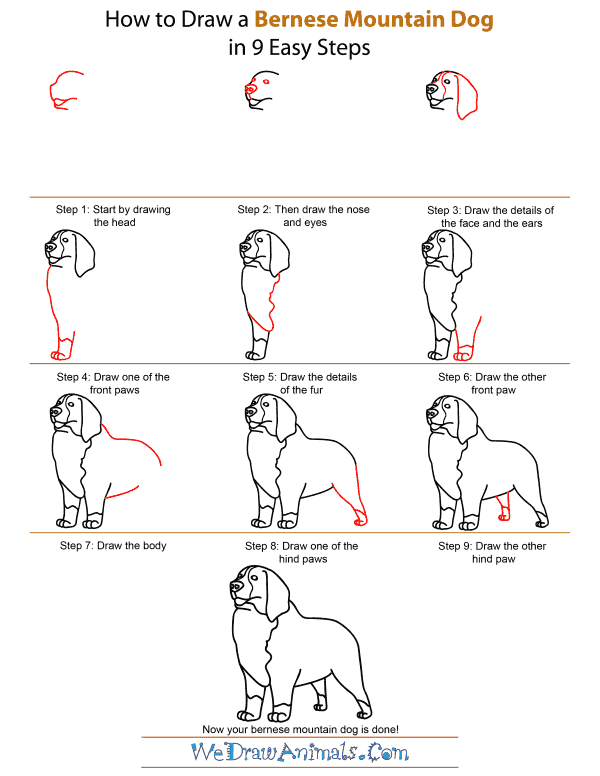 How To Draw A Bernese Mountain Dog - Step-by-Step Tutorial