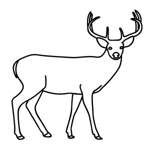 How To Draw A Buck Deer - Step-by-Step Tutorial