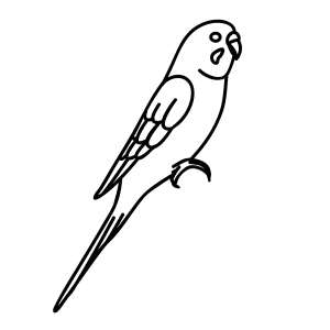 How To Draw A Budgie - Step-by-Step Tutorial