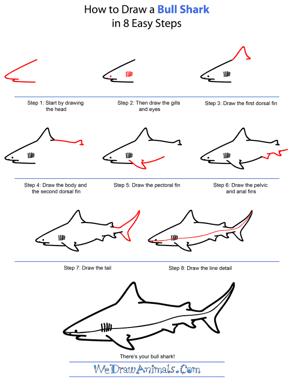 How To Draw A Bull Shark - Step-by-Step Tutorial