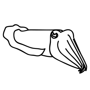 How To Draw A Cuttlefish - Step-by-Step Tutorial