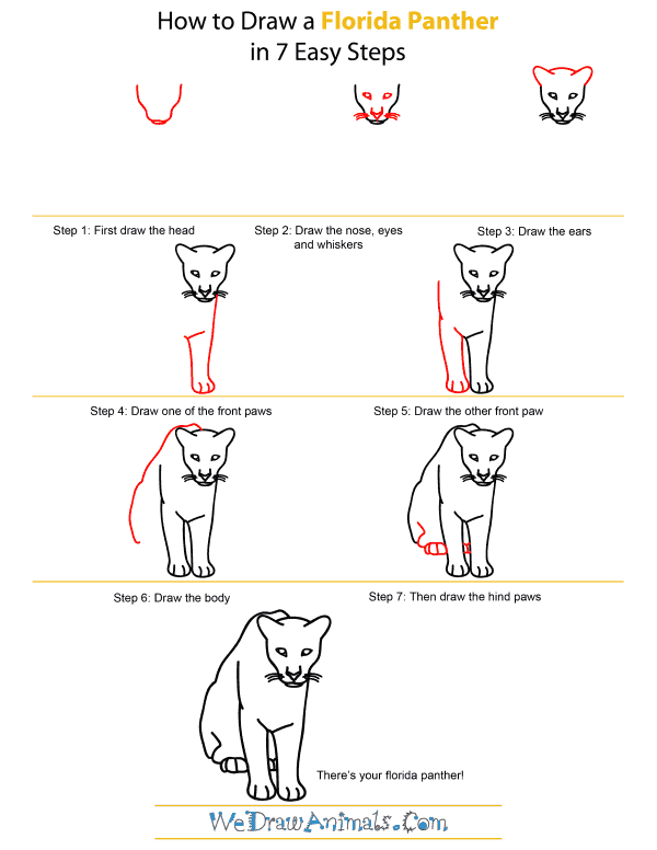 How To Draw A Florida Panther - Step-by-Step Tutorial
