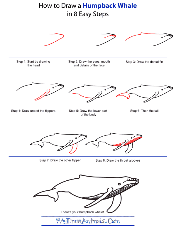 How To Draw A Humpback Whale - Step-by-Step Tutorial