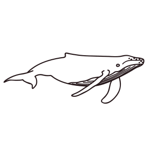 How To Draw A Humpback Whale - Step-by-Step Tutorial