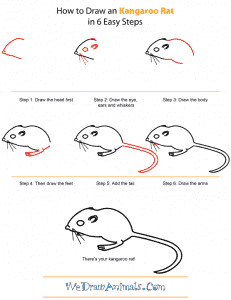 How to Draw a Kangaroo Rat 