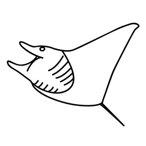 How To Draw A Manta Ray - Step-by-Step Tutorial