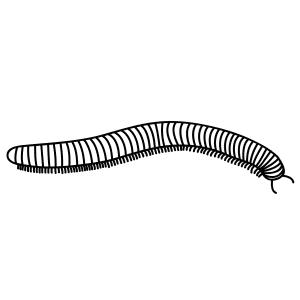 How To Draw A Millipede - Step-by-Step Tutorial