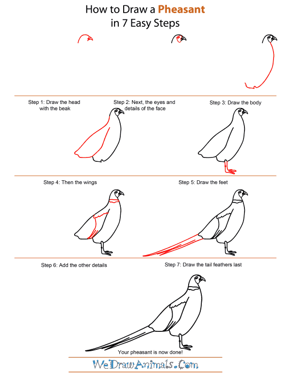 How To Draw A Pheasant - Step-by-Step Tutorial
