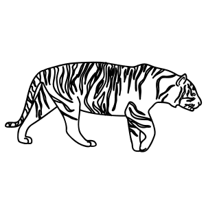 How To Draw A Siberian Tiger - Step-by-Step Tutorial