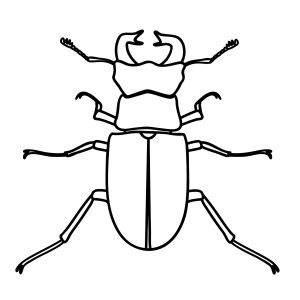 How To Draw A Stag Beetle - Step-by-Step Tutorial