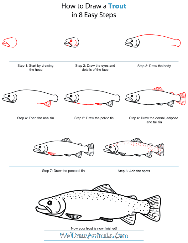 How To Draw A Trout - Step-by-Step Tutorial