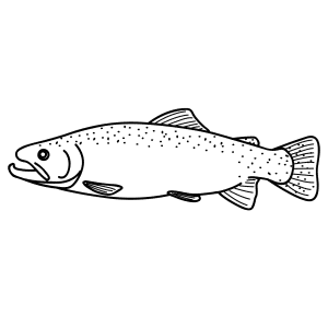 How To Draw A Trout - Step-by-Step Tutorial