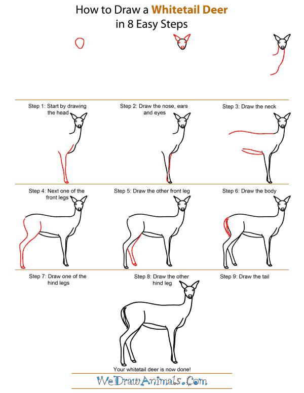 How To Draw A Whitetail Deer - Step-by-Step Tutorial