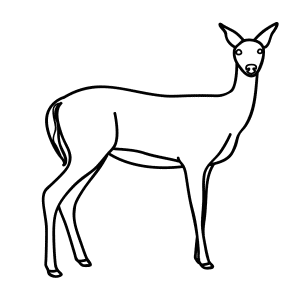 How To Draw A Whitetail Deer - Step-by-Step Tutorial