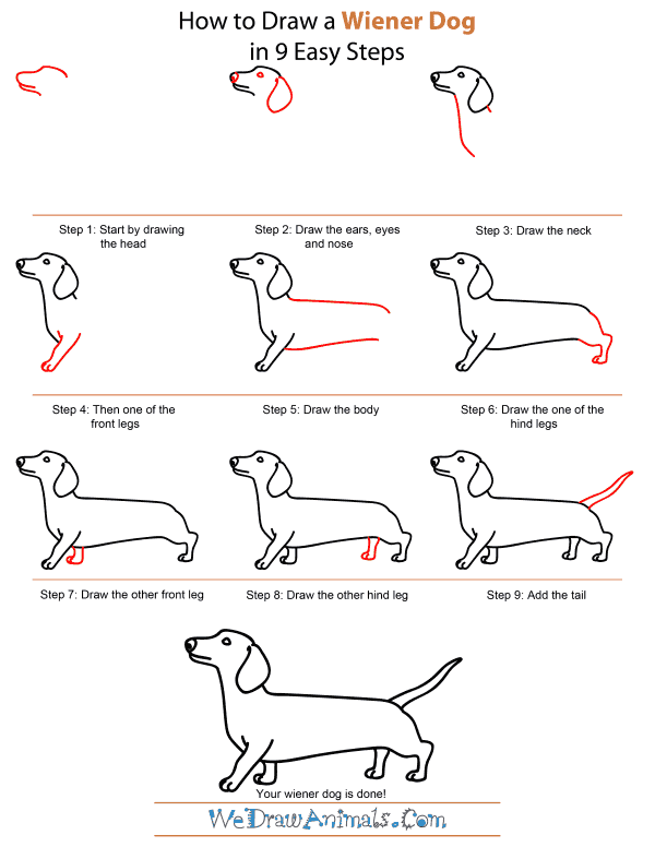 How To Draw A Wiener Dog - Step-by-Step Tutorial