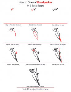 How to Draw a Woodpecker