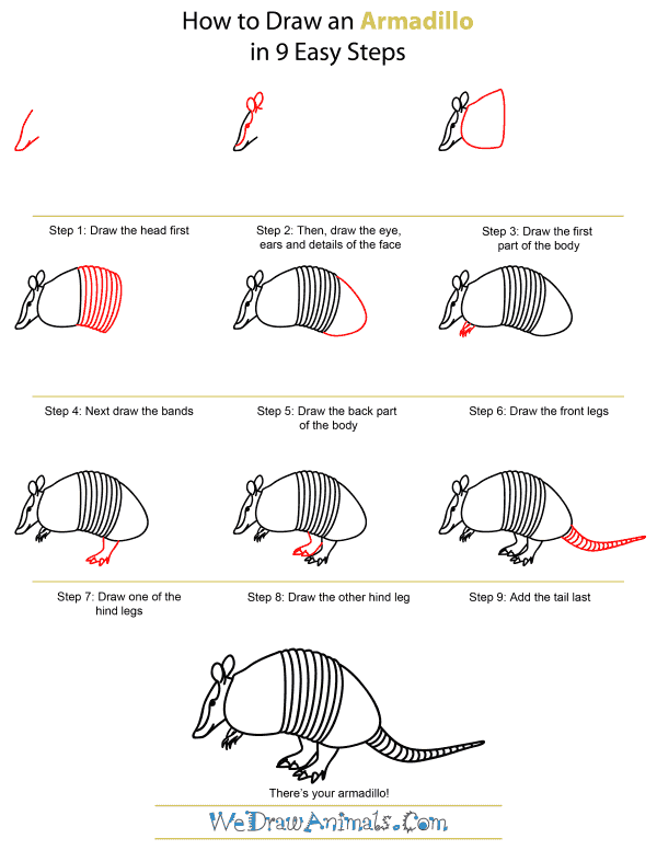 How To Draw An Armadillo - Step-by-Step Tutorial