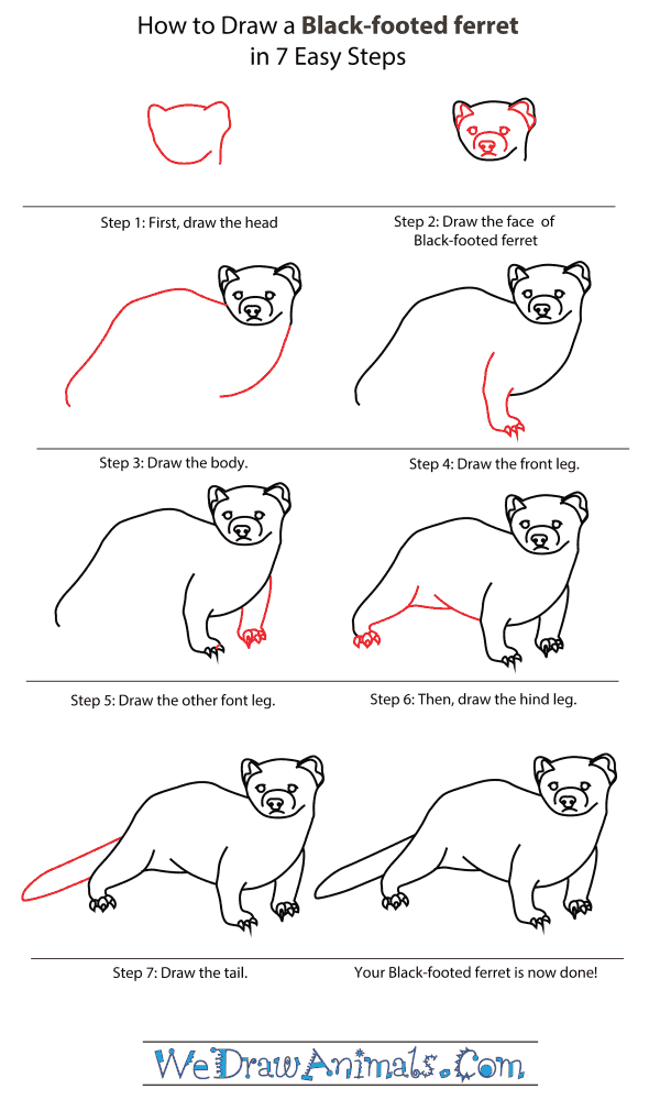 How To Draw A Black Footed Ferret - Step-By-Step Tutorial