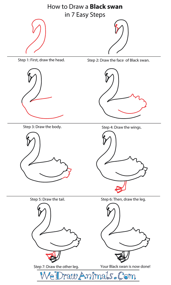 How To Draw A Black Swan Easy - Design Talk
