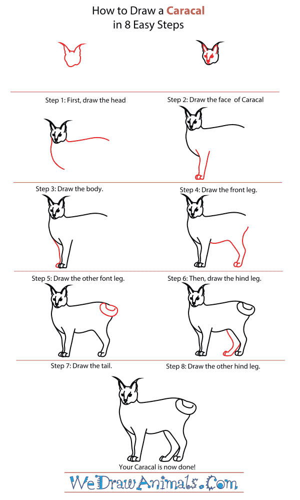How To Draw A Caracal - Step-By-Step Tutorial