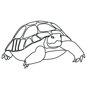 How To Draw A Desert Tortoise - Step-By-Step Tutorial