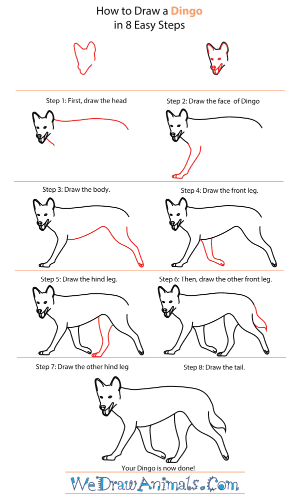 How To Draw A Dingo - Step-By-Step Tutorial