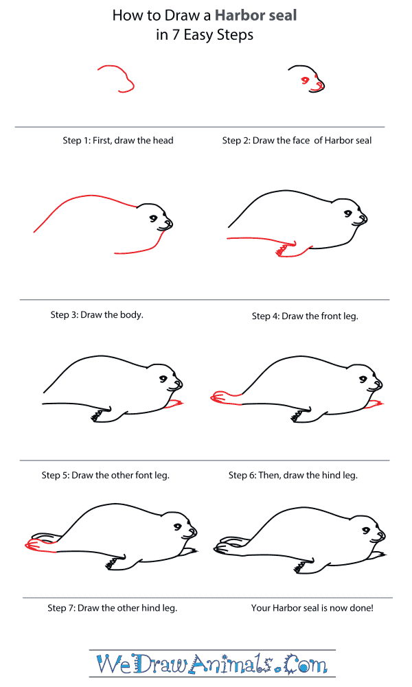 How To Draw A Harbor Seal - Step-By-Step Tutorial