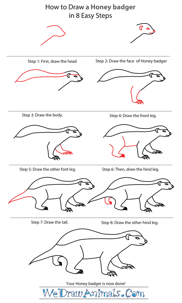 How To Draw A Honey Badger - Step-By-Step Tutorial