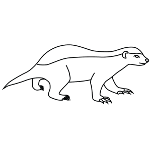 How To Draw A Honey Badger Step By Sketch Coloring Page