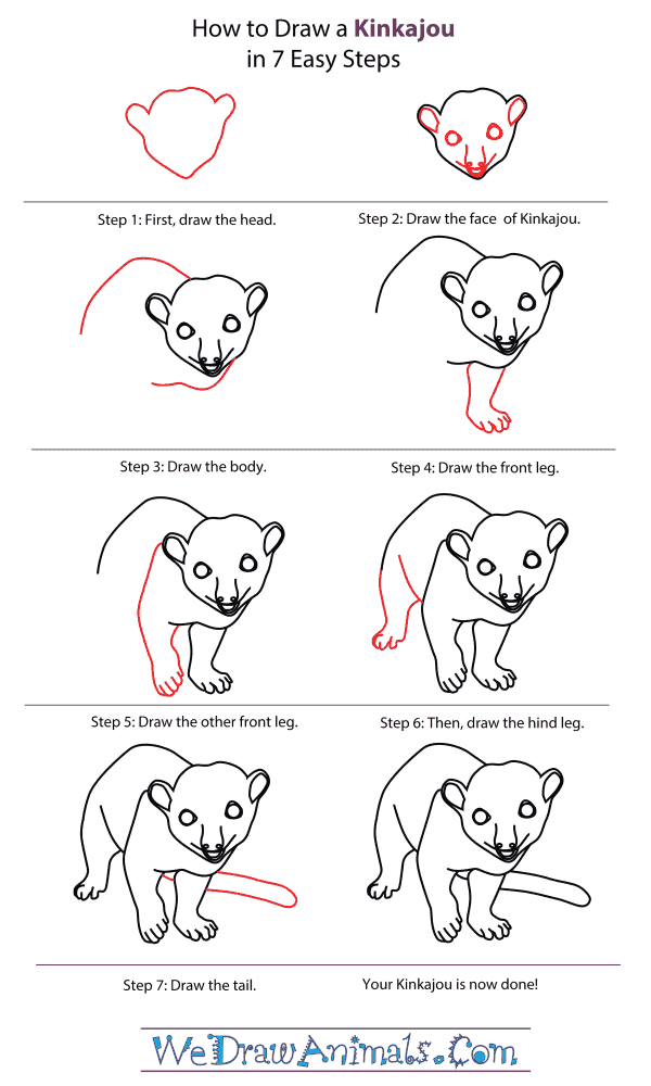 How To Draw A Kinkajou - Step-By-Step Tutorial