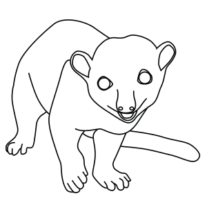 How To Draw A Kinkajou - Step-By-Step Tutorial