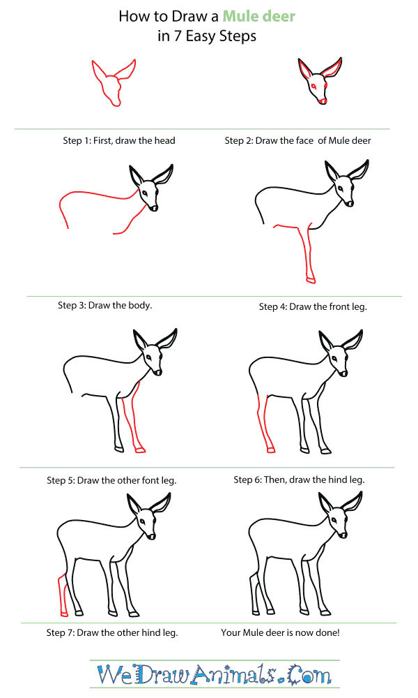 How To Draw A Mule Deer - Step-By-Step Tutorial