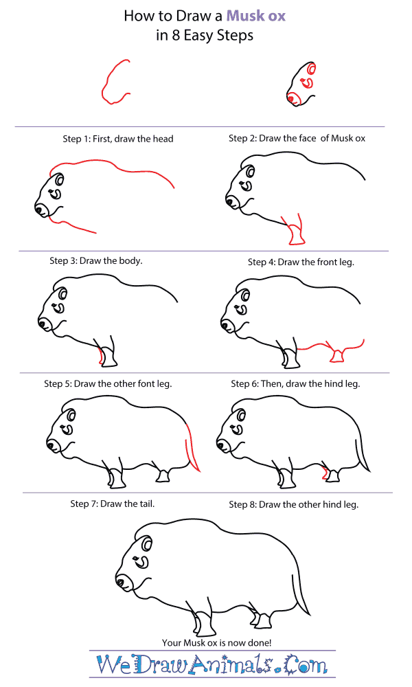 How To Draw A Musk Ox - Step-By-Step Tutorial