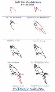 How to Draw a Scarlet Macaw