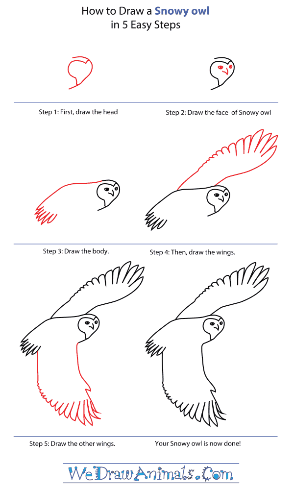How To Draw A Snowy Owl - Step-By-Step Tutorial