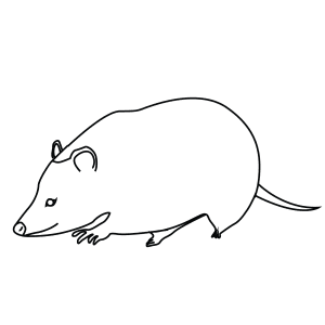 How To Draw An American Virginia Opossum - Step-By-Step Tutorial