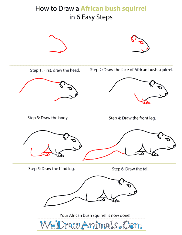How To Draw An African bush squirrel - Step-By-Step Tutorial
