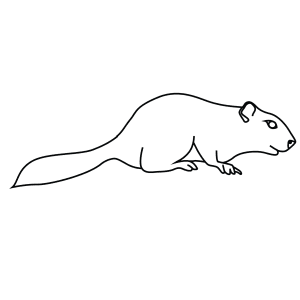 How To Draw An African Bush Squirrel - Step-By-Step Tutorial